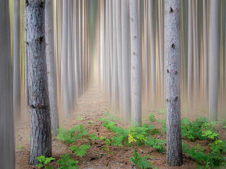 Pine Trees In Fog Photograph by Charles Bonham Photography