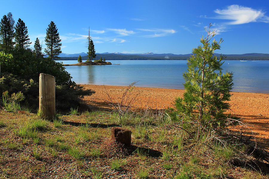 Pine Trees In Lake Almanor Photograph by James Eddy
