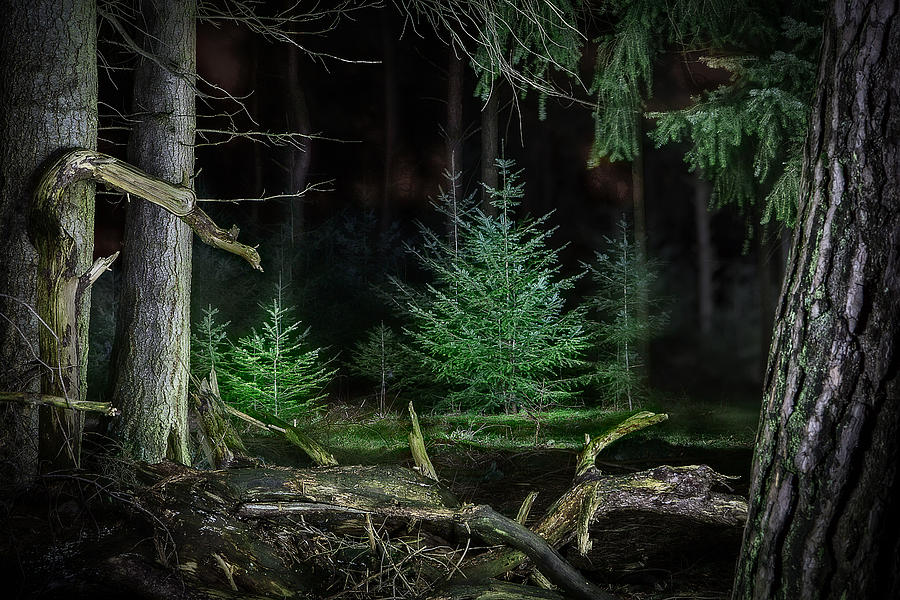 Fairy Photograph - Pine trees new life by Dirk Ercken
