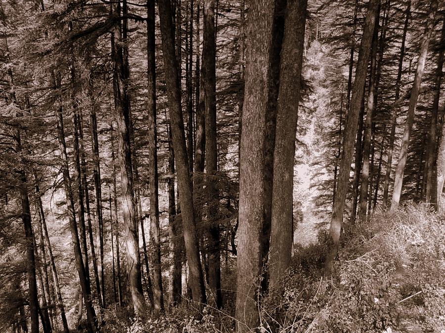 Pine Trees Photograph by Salman Ravish