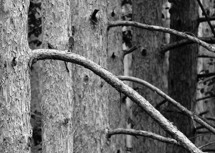 Pine Trunks by Dylan Lees Pine Trunks by Dylan Lees