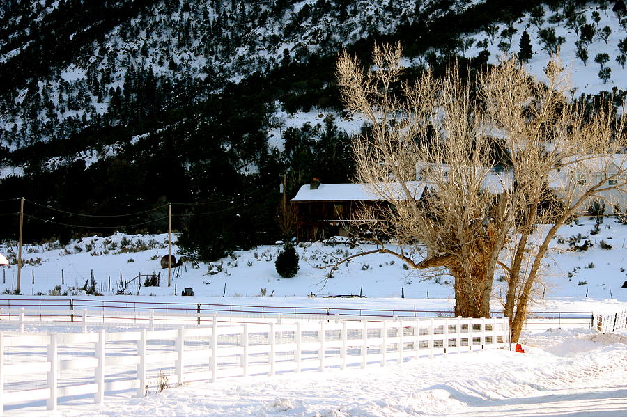 Winter Photograph - Pine Valley Winter 2012 by Polly Villatuya