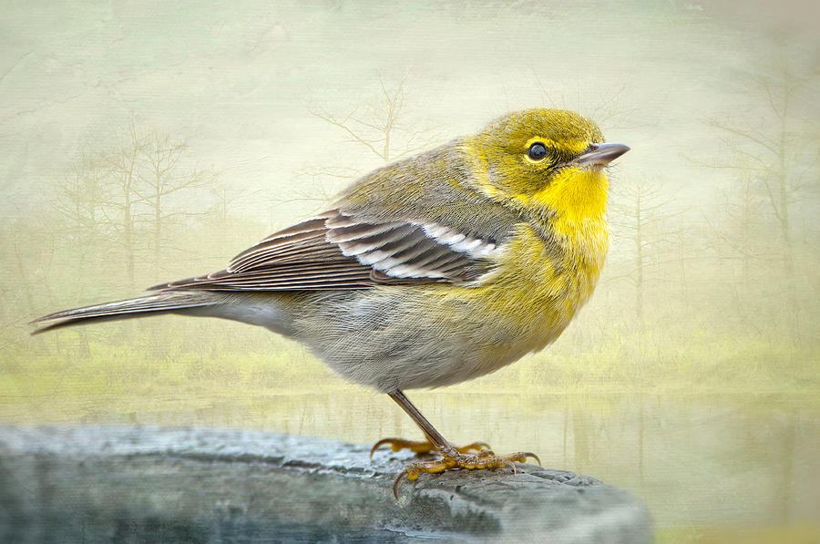 Pine Warbler Photograph by Bonnie Barry