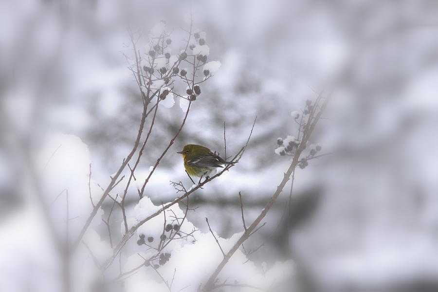 Pine Warbler in the Snow - Better Than Red Photograph by Travis Truelove