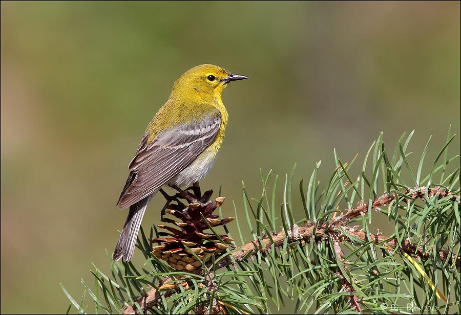 Pine Warbler on Pine Cone Photograph by Daniel Behm