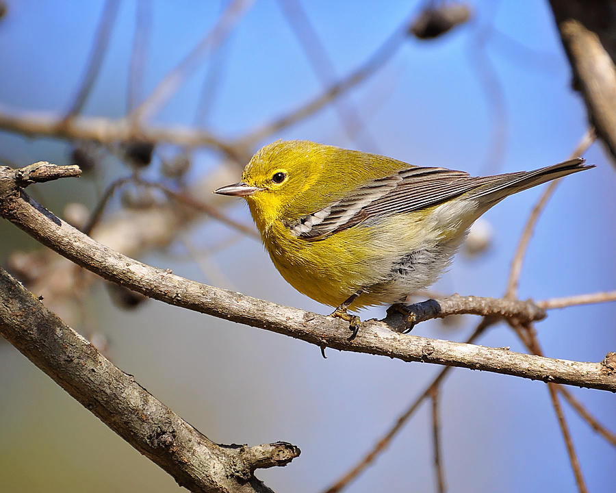 Pine Warbler Photograph by Pam Garcia - Fine Art America