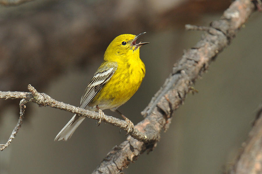 Pine Warbler Singing Photograph by Alan Lenk - Fine Art America