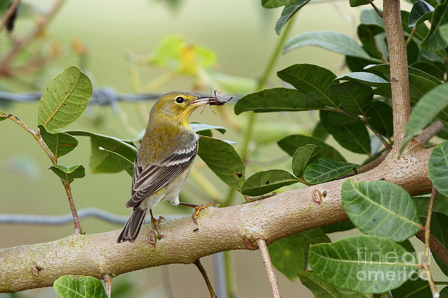 Pine Warbler with Lunch Photograph by Jennifer Zelik