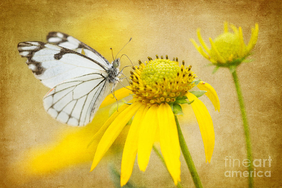 Pine White Butterfly on Western Sneezeweed Photograph by Marianne Jensen