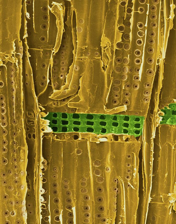 Pine Wood (longitudinal Section) Photograph by Dennis Kunkel Microscopy/science Photo Library