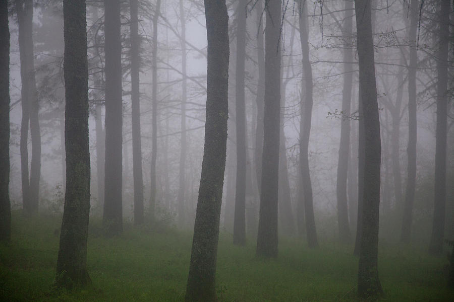 Pine Woods In The Fog In Tuscany Photograph by Caroyl La Barge