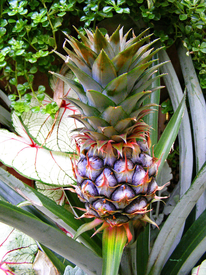 Pineapple 2 Photograph by Duane McCullough
