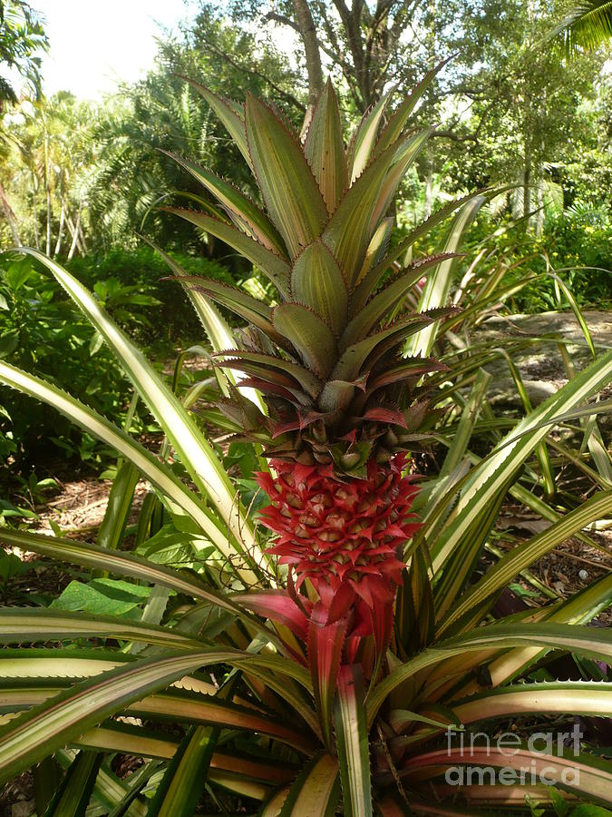Pineapple Photograph by Allan Richter Fine Art America