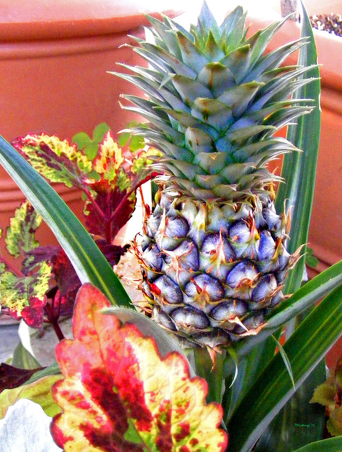 Pineapple Photograph by Duane McCullough
