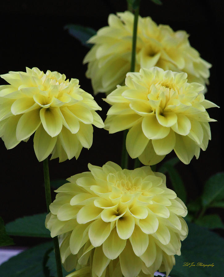 Flower Photograph - Pineapple Express Dahlias by Jeanette C Landstrom