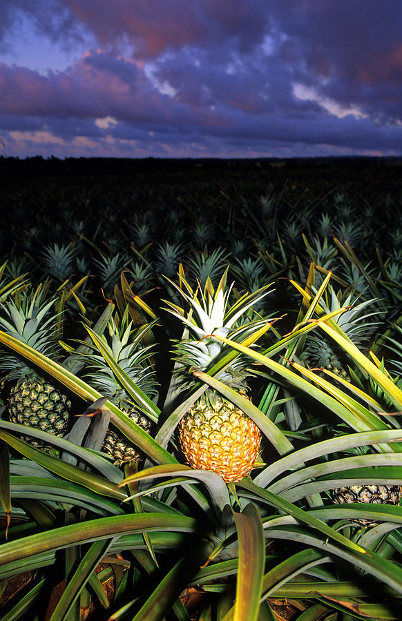 Pineapple Photograph - Pineapple Field, Hawaii by David R. Frazier