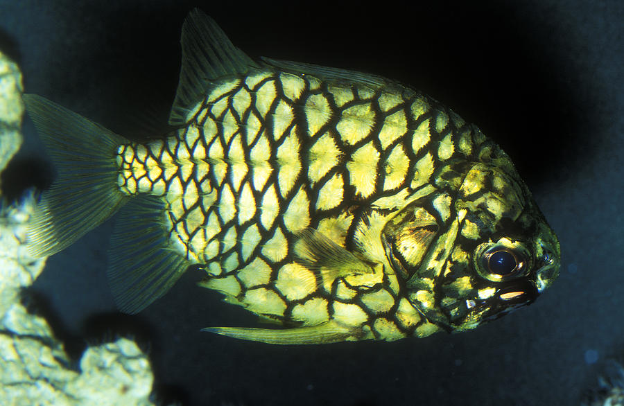 Pineapple Fish Photograph by Greg Ochocki