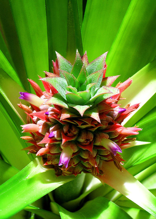 Pineapple Flower Photograph by James Temple