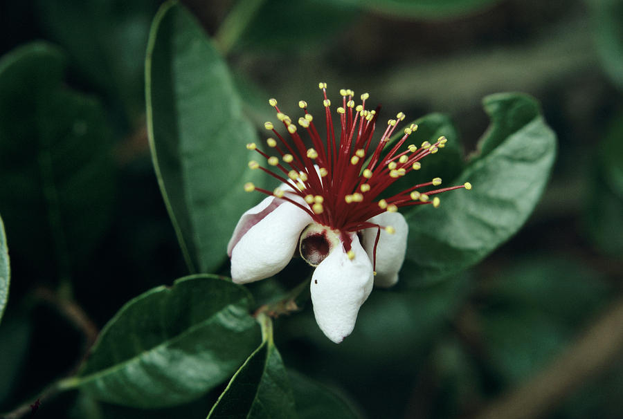 Nature Photograph - Pineapple Guava Flower by Jim D Saul/science Photo Library