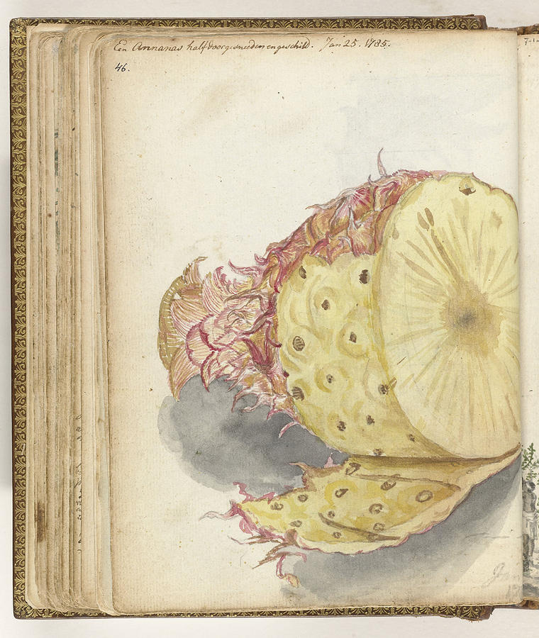 Pineapple Drawing - Pineapple, Jan Brandes by Quint Lox