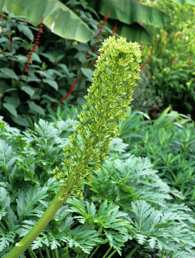 Nature Photograph - Pineapple Lily (eucomis Pole-evansii) by Geoff Kidd/science Photo Library