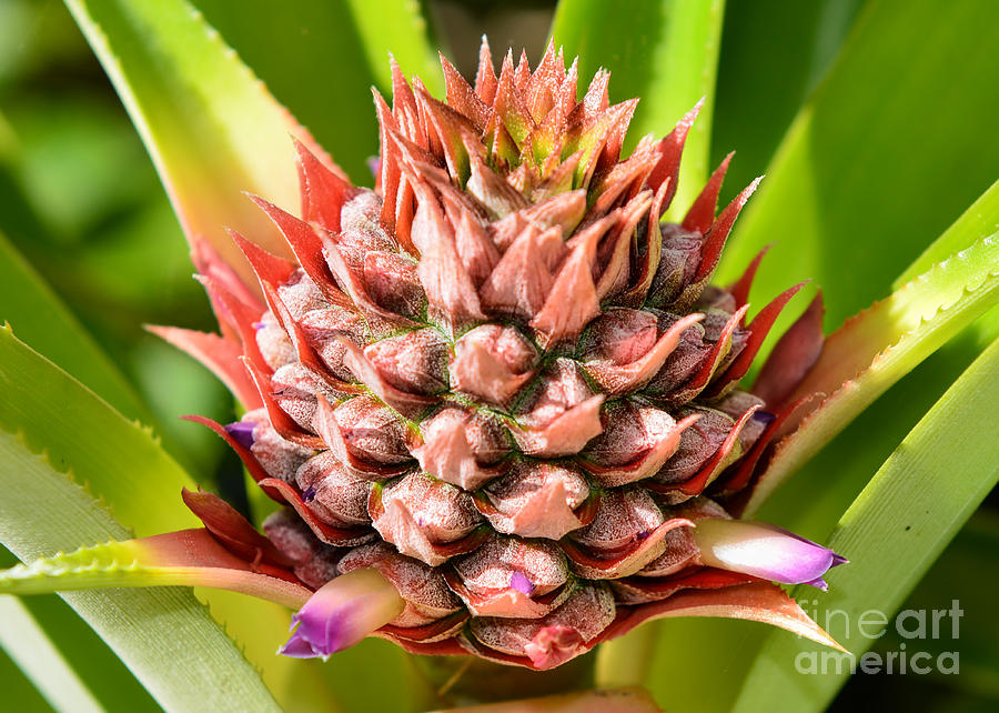 Pineapple  Photograph by Olga Hamilton