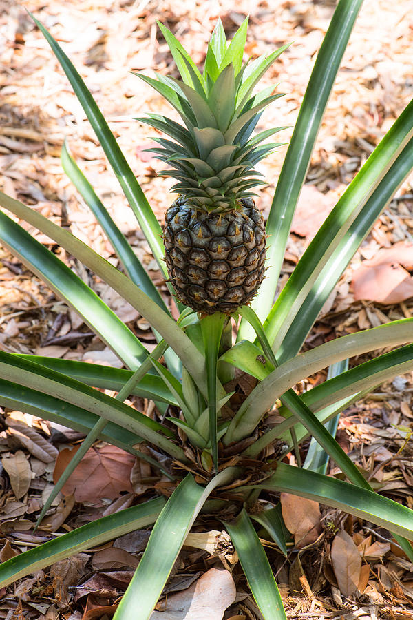 Pineapple Plant Ananas Comosus Photograph by Lee F. Snyder.