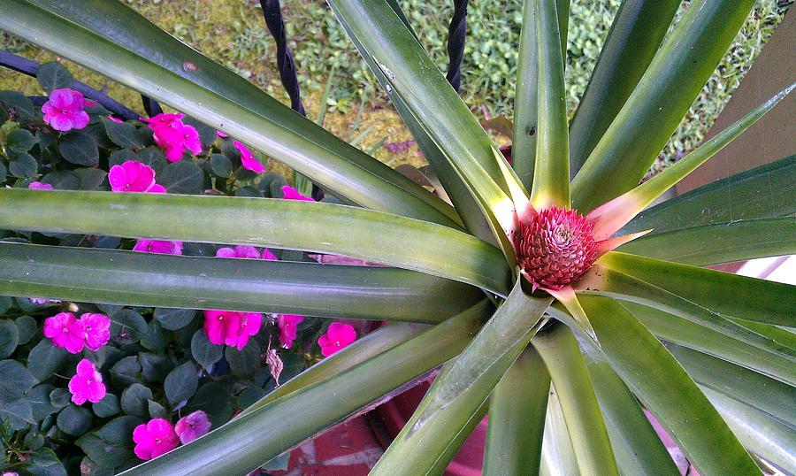Pineapple Plant Blooms Photograph by Kenny Glover