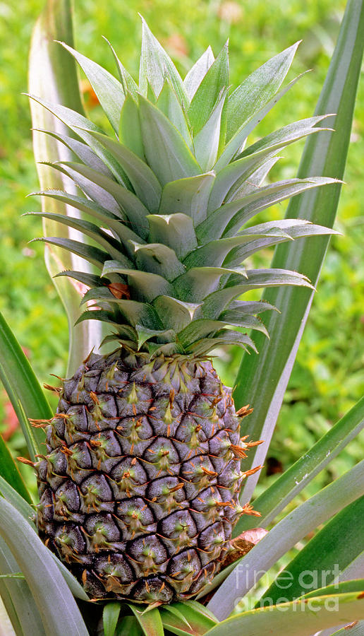 Pineapple Plant Photograph by Millard H. Sharp