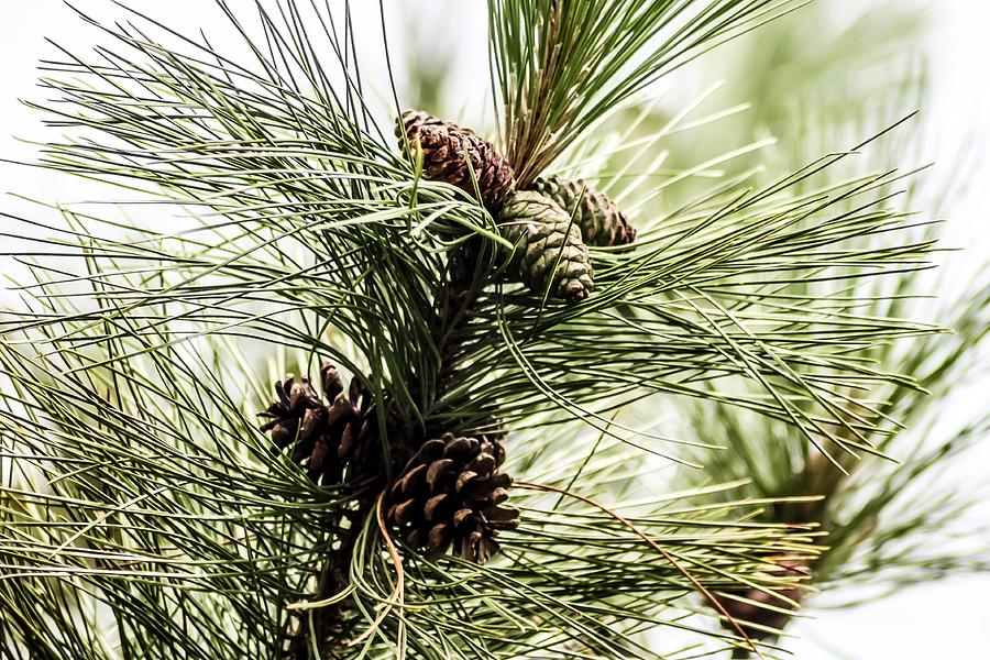 Pinecones and Long Pine Needles Photograph by Cynthia Woods