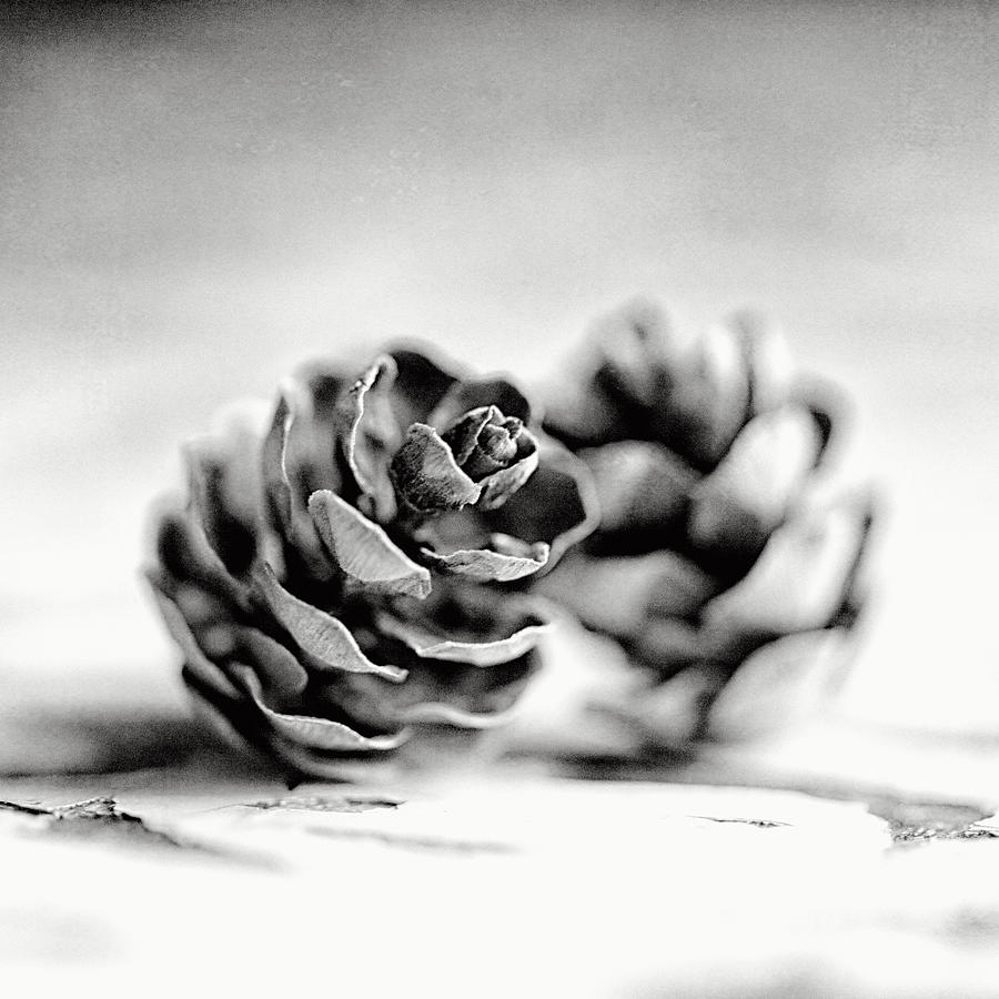 Black And White Photograph - Pinecone Dance II by Lisa R