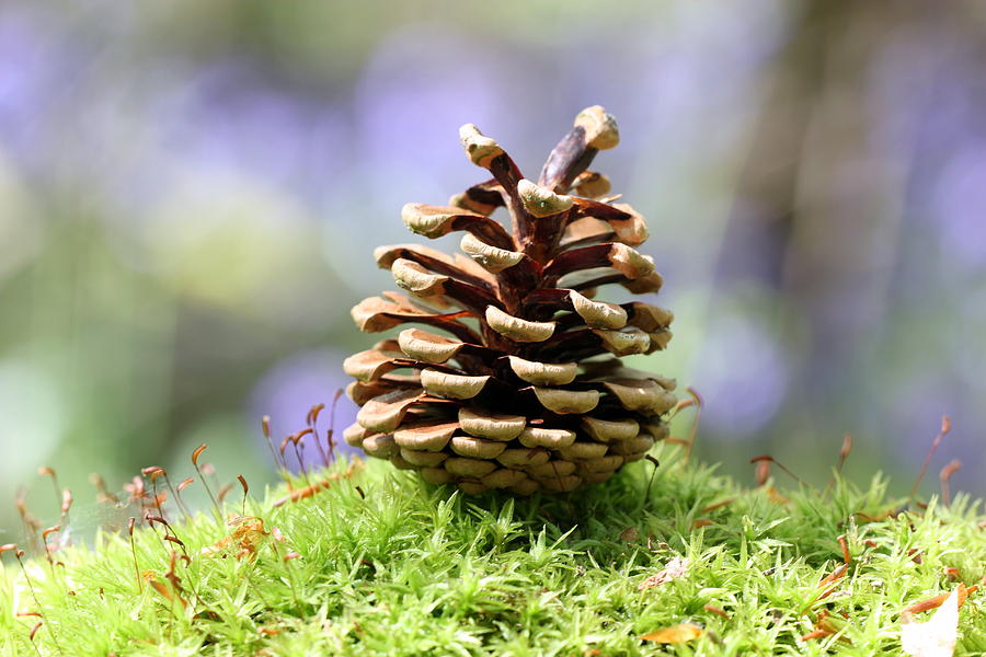 Pinecone Photograph by Helen Clarkson | Fine Art America