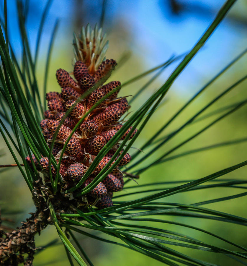 Pinecone Photograph by Jane Luxton