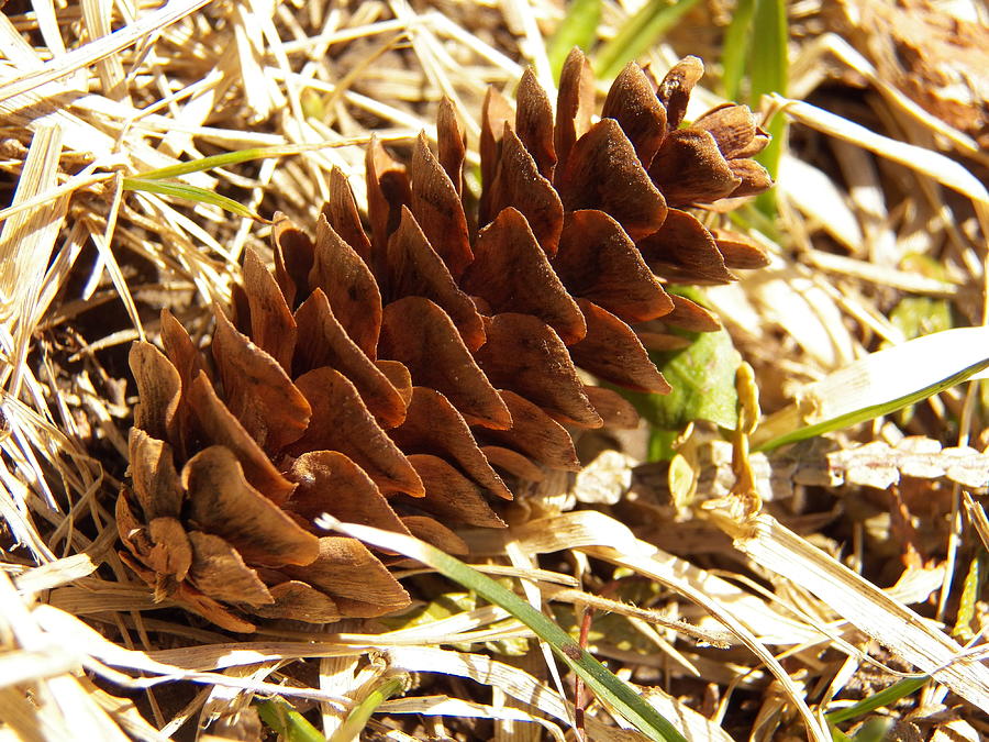 Pinecone with Bits of Green Photograph by Corinne Elizabeth Cowherd