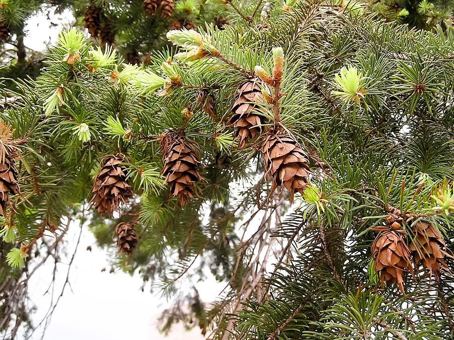 Tree Photograph - Pinecones Hanging From Branches by Cynthia Woods