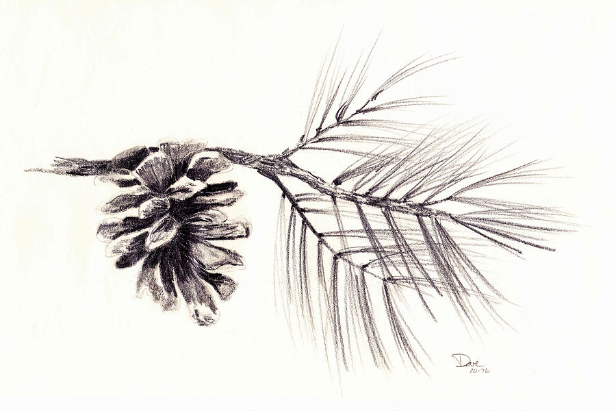 pine cone drawings