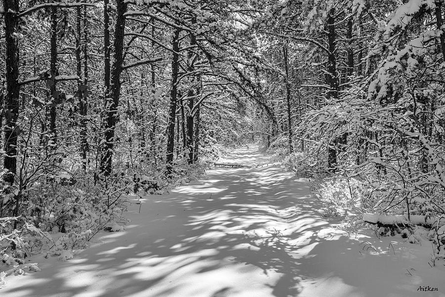 Pineland Winter Photograph by Charles Aitken