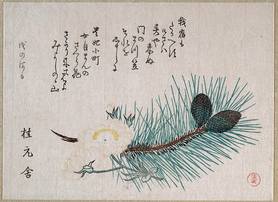 Pines and Cherry Blossoms Drawing by Kubo Shunman