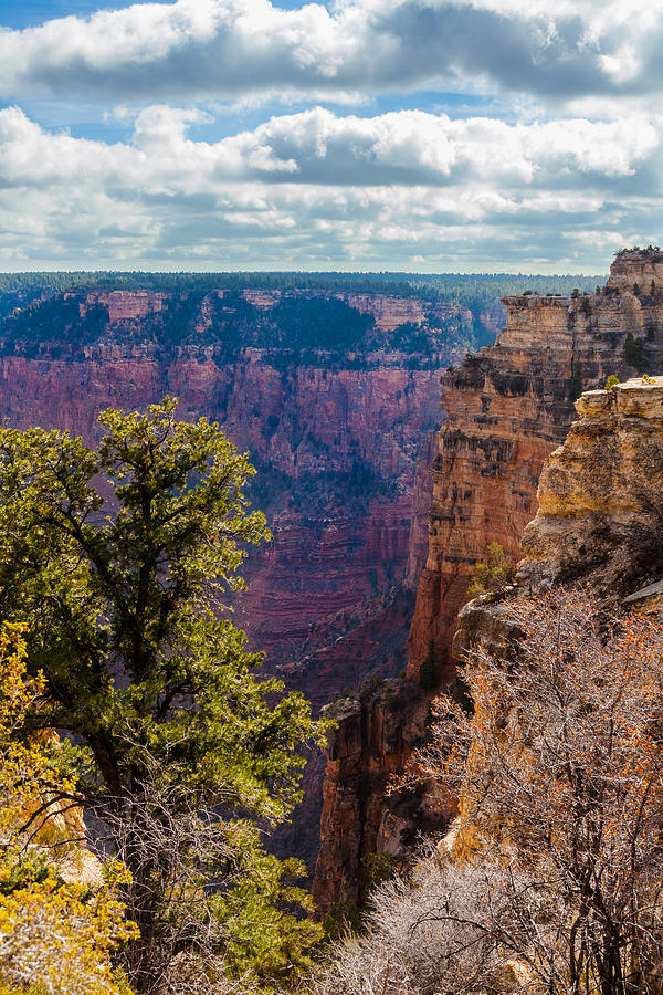 Pines and Cliffs at the Grand Canyon Photograph by Ed Gleichman