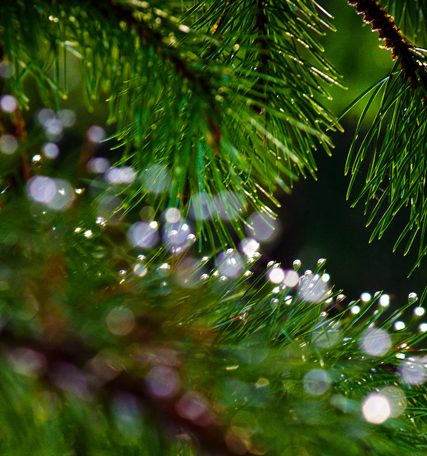 Pines and Raindrops Photograph by Adria Trail