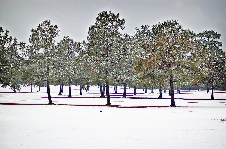 Pines and Snow Photograph by Linda Brown