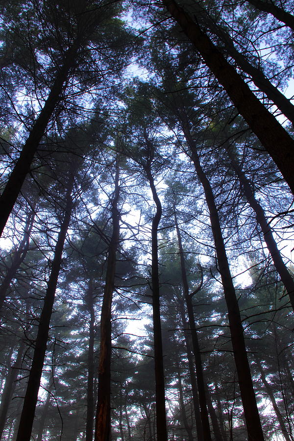 Pines Photograph by Andrea Galiffi