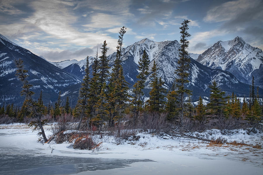 Pines at the edge of a lake by a Jasper National Park Mountain Range Photograph by Randall Nyhof