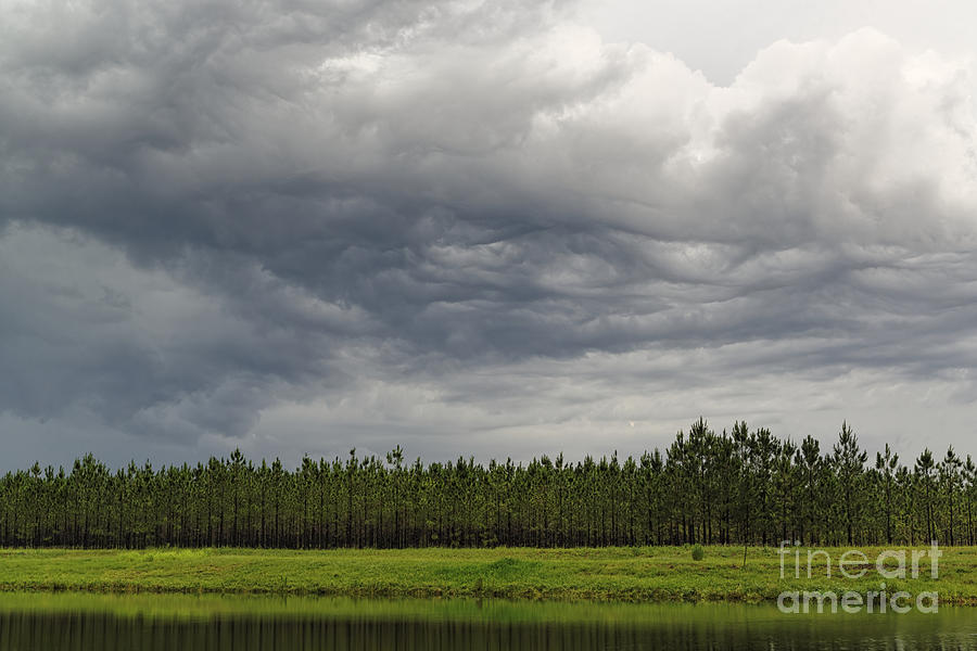 Pines in a Row with a Thunderstorm Backdrop Orlando - Central Florida Photograph by Silvio Ligutti