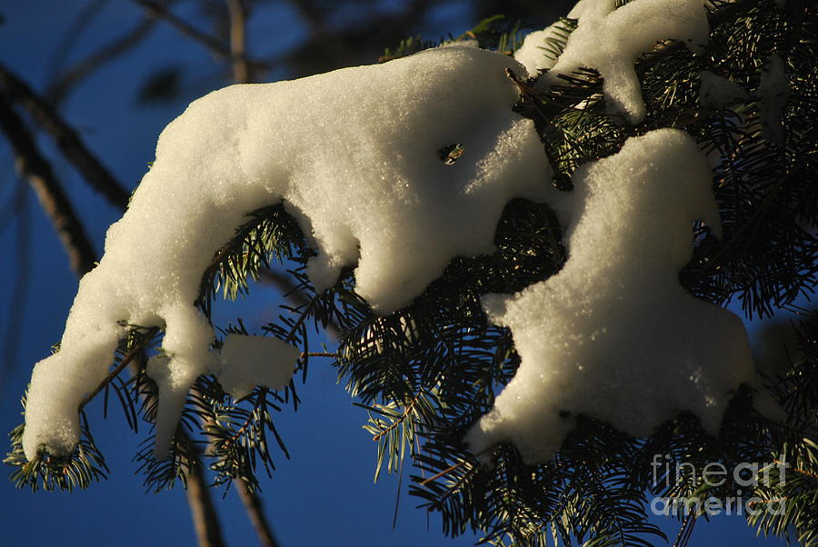 Snow Photograph - Pines in a Snowy Sunrise by Kenna Hillman