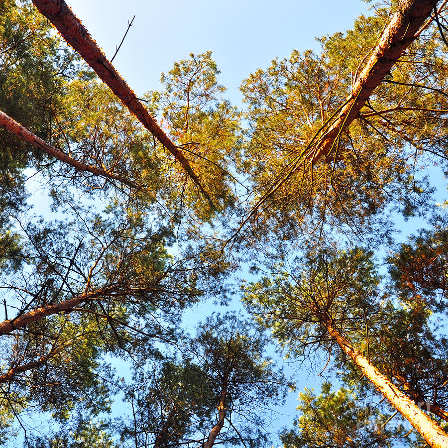 Pines in the October Wind Photograph by Silva Wischeropp
