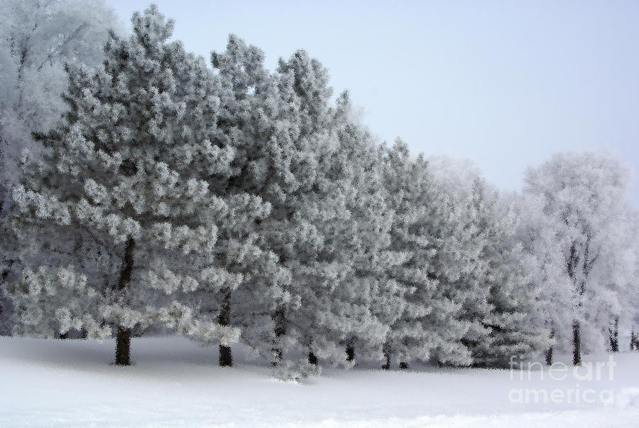 Pines In The Winter Photograph by Tina Hailey