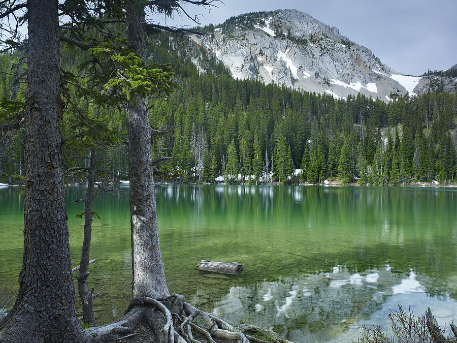 Pines On The Edge Of Fairy Lake Montana Photograph by Tim Fitzharris