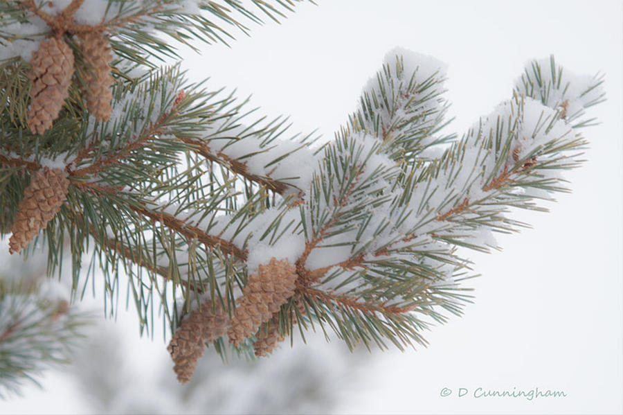 PineTree Limb and Snow Photograph by Dorothy Cunningham