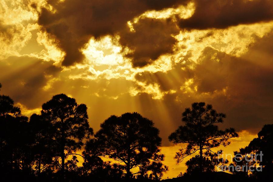 Pinetree Sunset Photograph by Lynda Dawson-Youngclaus